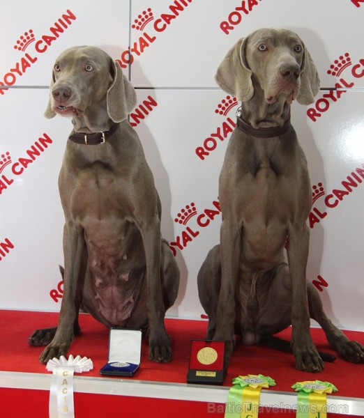 Ķīpsalā kupls apmeklētāju skaits divas dienas pulcējas lielākā mājdzīvnieku izstādē Baltijā «PetExpo 2016» Ķīpsalā kupls apmeklētāju skaits divas dienas pulcējas lielākā mājdzīvnieku izstādē Baltijā «PetExpo 2016» 170821