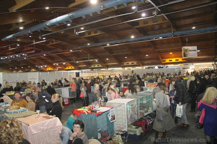 Ķīpsalā kupls apmeklētāju skaits divas dienas pulcējas lielākā mājdzīvnieku izstādē Baltijā «PetExpo 2016» Ķīpsalā kupls apmeklētāju skaits divas dienas pulcējas lielākā mājdzīvnieku izstādē Baltijā «PetExpo 2016» 170831