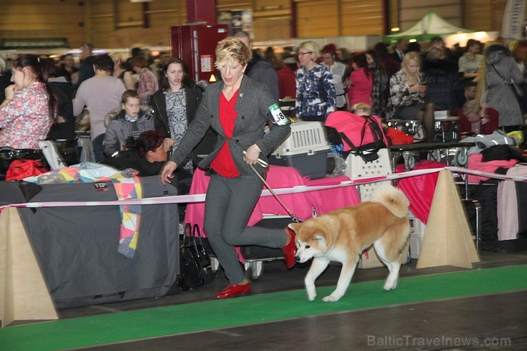 Ķīpsalā kupls apmeklētāju skaits divas dienas pulcējas lielākā mājdzīvnieku izstādē Baltijā «PetExpo 2016» Ķīpsalā kupls apmeklētāju skaits divas dienas pulcējas lielākā mājdzīvnieku izstādē Baltijā «PetExpo 2016» 170844