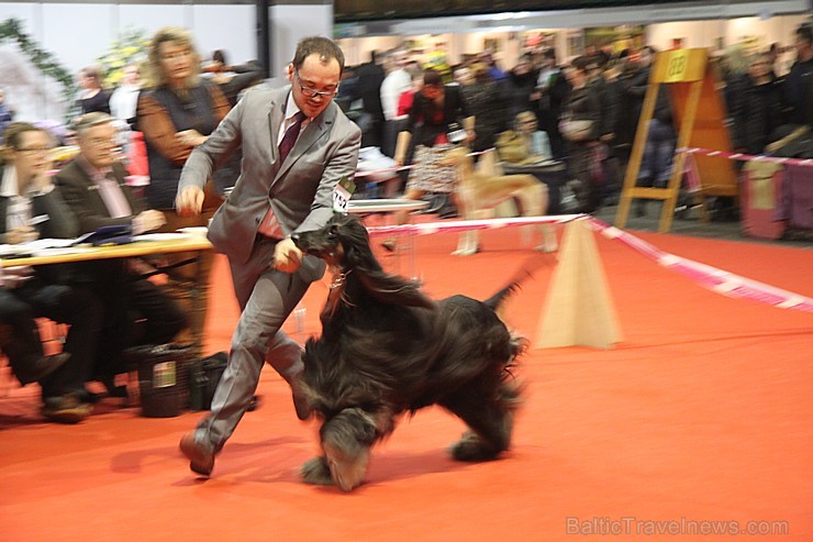 Ķīpsalā kupls apmeklētāju skaits divas dienas pulcējas lielākā mājdzīvnieku izstādē Baltijā «PetExpo 2016» Ķīpsalā kupls apmeklētāju skaits divas dienas pulcējas lielākā mājdzīvnieku izstādē Baltijā «PetExpo 2016» 170845