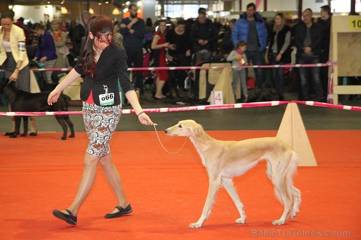 Ķīpsalā kupls apmeklētāju skaits divas dienas pulcējas lielākā mājdzīvnieku izstādē Baltijā «PetExpo 2016» Ķīpsalā kupls apmeklētāju skaits divas dienas pulcējas lielākā mājdzīvnieku izstādē Baltijā «PetExpo 2016» 170847