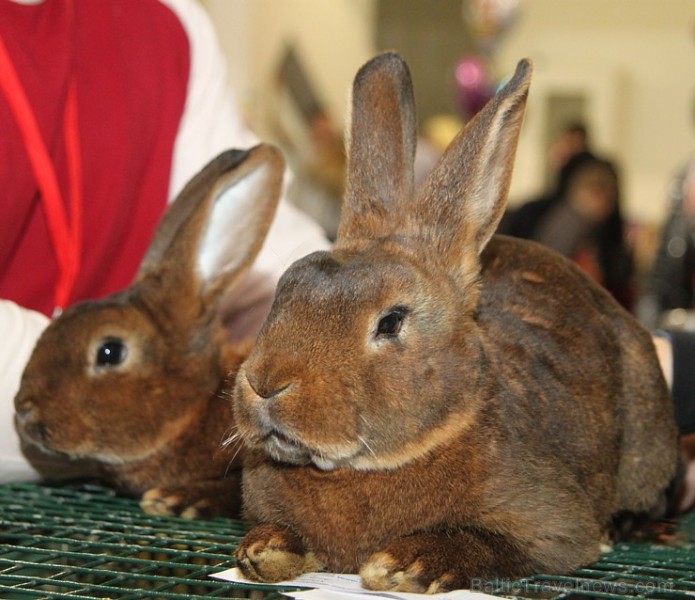 Ķīpsalā kupls apmeklētāju skaits divas dienas pulcējas lielākā mājdzīvnieku izstādē Baltijā «PetExpo 2016» Ķīpsalā kupls apmeklētāju skaits divas dienas pulcējas lielākā mājdzīvnieku izstādē Baltijā «PetExpo 2016» 170849