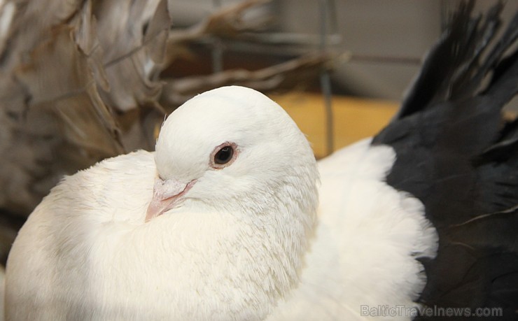 Ķīpsalā kupls apmeklētāju skaits divas dienas pulcējas lielākā mājdzīvnieku izstādē Baltijā «PetExpo 2016» Ķīpsalā kupls apmeklētāju skaits divas dienas pulcējas lielākā mājdzīvnieku izstādē Baltijā «PetExpo 2016» 170851