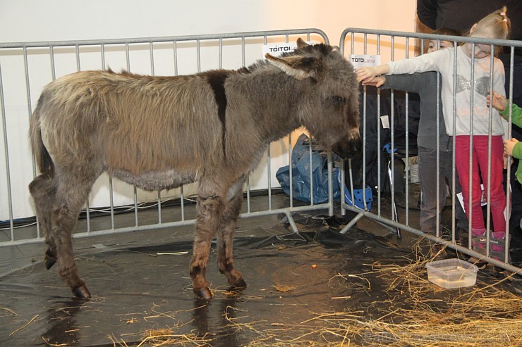 Ķīpsalā kupls apmeklētāju skaits divas dienas pulcējas lielākā mājdzīvnieku izstādē Baltijā «PetExpo 2016» Ķīpsalā kupls apmeklētāju skaits divas dienas pulcējas lielākā mājdzīvnieku izstādē Baltijā «PetExpo 2016» 170857