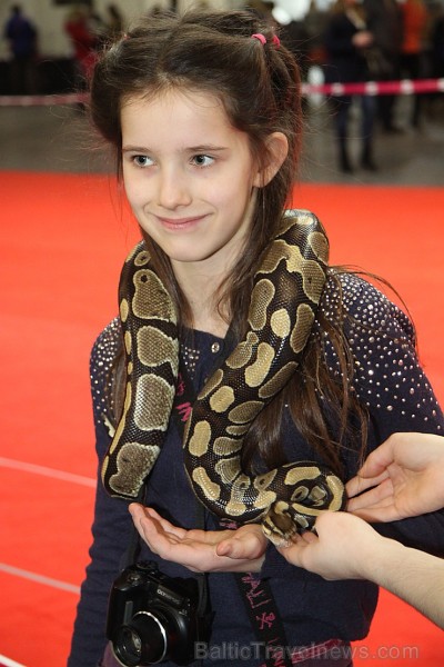 Ķīpsalā kupls apmeklētāju skaits divas dienas pulcējas lielākā mājdzīvnieku izstādē Baltijā «PetExpo 2016» Ķīpsalā kupls apmeklētāju skaits divas dienas pulcējas lielākā mājdzīvnieku izstādē Baltijā «PetExpo 2016» 170861