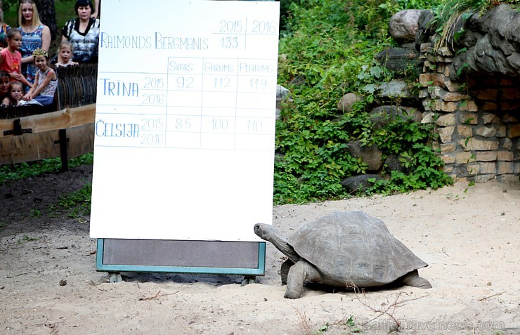 Rīgas zoodārzā jau sešpadsmito reizi norisinājās ikgadējais Galapagu bruņrupuču svēršanas pasākums 180351