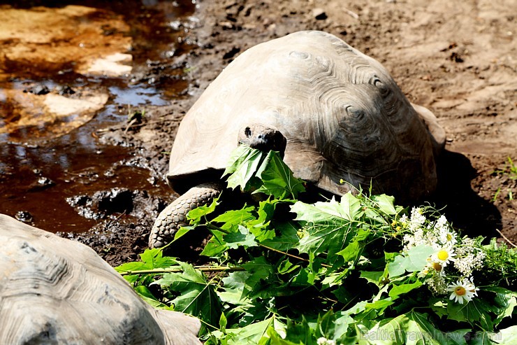 Rīgas zoodārzā jau sešpadsmito reizi norisinājās ikgadējais Galapagu bruņrupuču svēršanas pasākums 180366