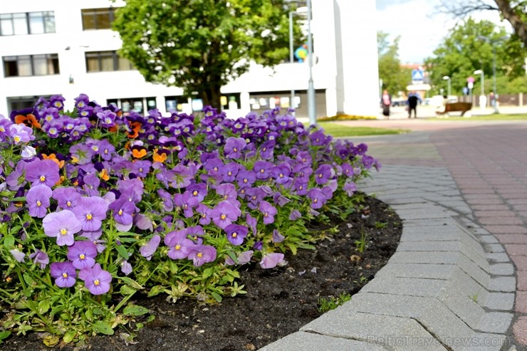 Valmiera tērpjas vasaras ziedu rotās 200882