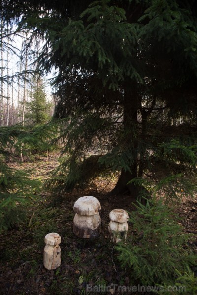 Izvēlētas Rīgas galvenās Ziemassvētku egles 211345