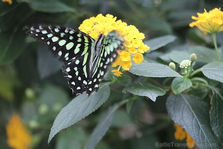 Travelnews.lv apmeklē Konjas taureņu māju «Konya Tropical Butterfly Garden». Atbalsta: Turkish Airlines Travelnews.lv apmeklē Konjas taureņu māju «Konya Tropical Butterfly Garden». Atbalsta: Turkish Airlines 223742