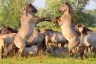 Travelnews.lv apmeklē savvaļas zirgus Jelgavas pļavās