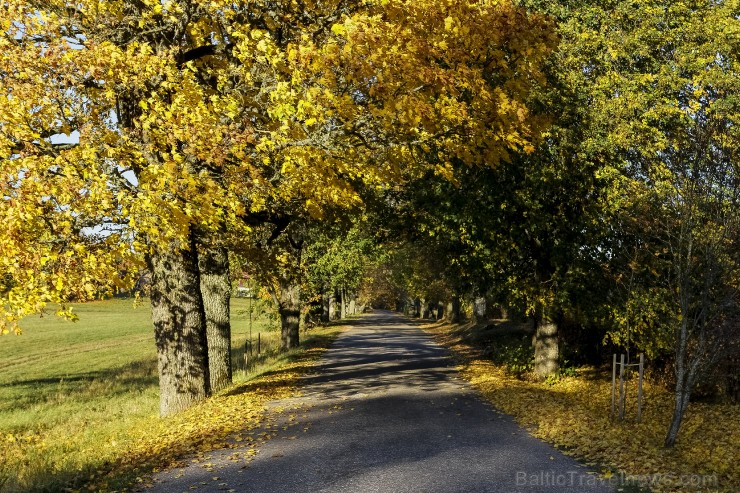Bīriņu Pils parks ir brīnišķīga vieta zelta rudens baudīšanai 235559