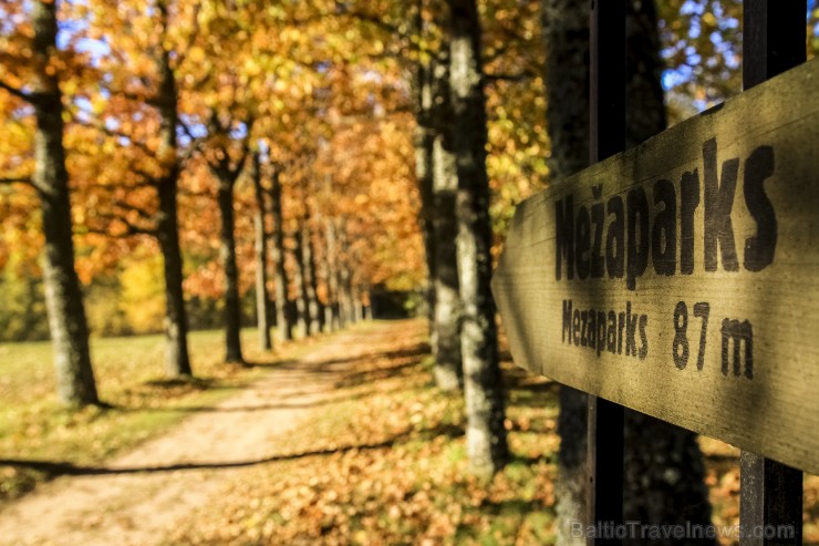 Bīriņu Pils parks ir brīnišķīga vieta zelta rudens baudīšanai 235575