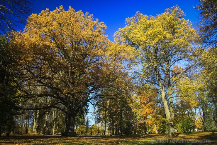 Bīriņu Pils parks ir brīnišķīga vieta zelta rudens baudīšanai 235581