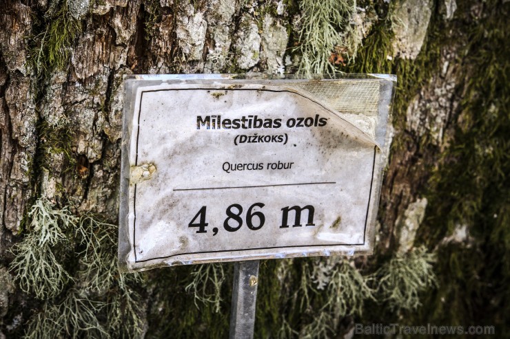 Bīriņu Pils parks ir brīnišķīga vieta zelta rudens baudīšanai 235582