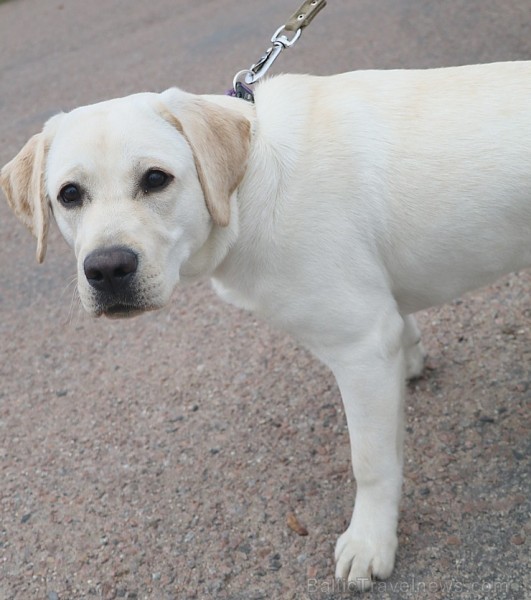 Tradicionālais skrējiens «Rembates apļi» 18.novembrī pulcē 200 sportistus 238450