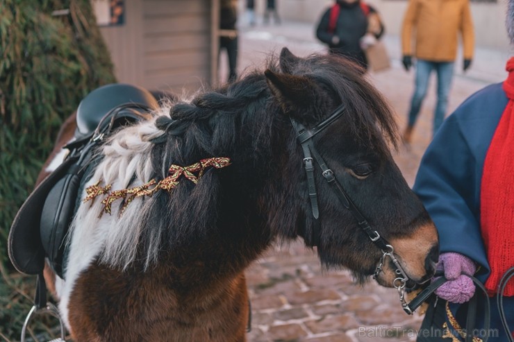 Brīvdienās un svētku dienās tirdziņā var apciemot Ziemassvētku vecīti un satikt rūķus, kā arī doties izjādēs ar ponijiem. Visu tirdziņa laiku darbojas Brīvdienās un svētku dienās tirdziņā var apciemot Ziemassvētku vecīti un satikt rūķus, kā arī doties izjādēs ar ponijiem. Visu tirdziņa laiku darbojas 240897
