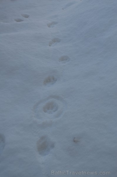 Interesantā pārgājiena laikā pasākuma dalībnieki tika izglītoti par dzīvniekiem ziemā, atstātajiem pēdu nospiedumiem, varēja noskaidrot no kurienes at Interesantā pārgājiena laikā pasākuma dalībnieki tika izglītoti par dzīvniekiem ziemā, atstātajiem pēdu nospiedumiem, varēja noskaidrot no kurienes at 243938