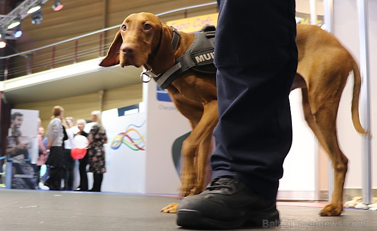 Tūrisma izstāde «Balttour 2019» pulcē ceļotājus, interesentus un atpūtniekus. Vairāk foto: Tn.lv/foto/ Tūrisma izstāde «Balttour 2019» pulcē ceļotājus, interesentus un atpūtniekus. Vairāk foto: Tn.lv/foto/ 245126