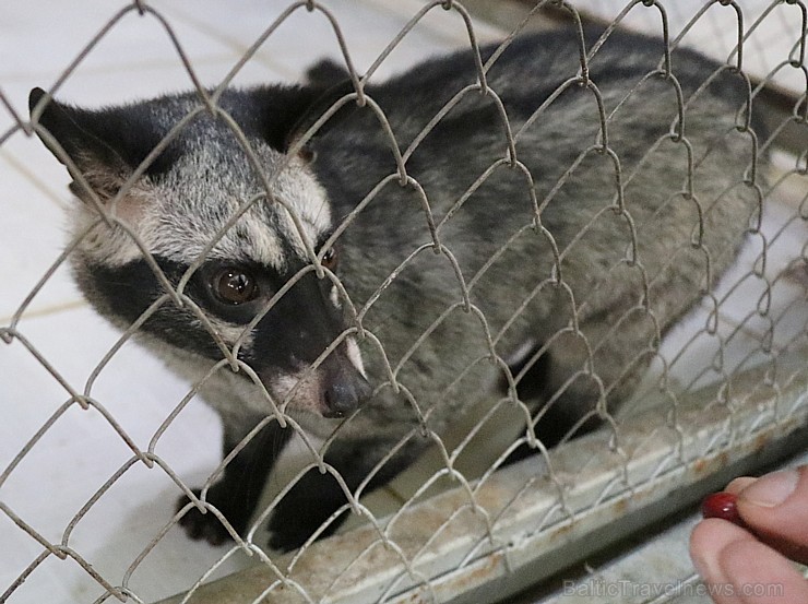 Travelnews.lv iesaka ignorēt zoodārzu Prenn parkā līdz dzīvnieku uzturēšanas apstākļu būtiskai uzlabošanai. Atbalsta: 365 brīvdienas Travelnews.lv iesaka ignorēt zoodārzu Prenn parkā līdz dzīvnieku uzturēšanas apstākļu būtiskai uzlabošanai. Atbalsta: 365 brīvdienas 246990