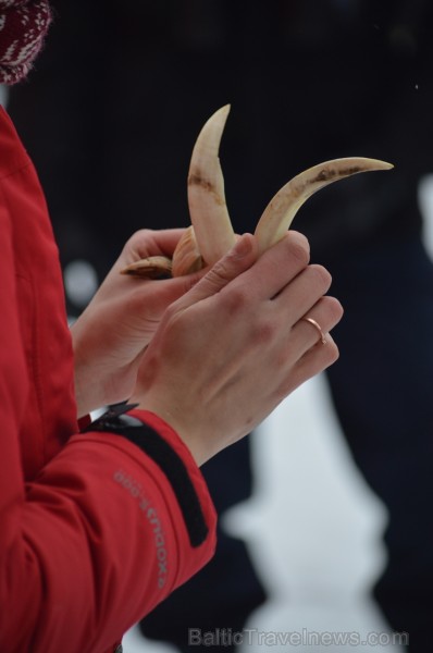 Pārgājiena laikā dalībnieki izglītojās par dzīvnieku atstātajiem pēdu nospiedumiem dabā, nosaidroja no kurienes atceļojušas un kurp aizved to pēdas, a Pārgājiena laikā dalībnieki izglītojās par dzīvnieku atstātajiem pēdu nospiedumiem dabā, nosaidroja no kurienes atceļojušas un kurp aizved to pēdas, a 247823