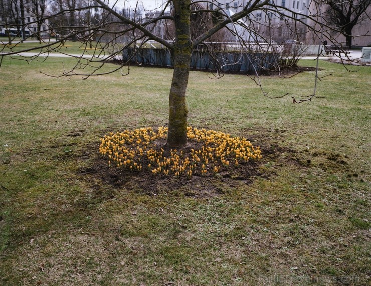 Ekspozīciju veido spilgts glezniecības, grafikas, instalāciju, foto un videomākslas kopums, ko radījuši sestajai Purvīša balvai par izcilāko sniegumu Ekspozīciju veido spilgts glezniecības, grafikas, instalāciju, foto un videomākslas kopums, ko radījuši sestajai Purvīša balvai par izcilāko sniegumu 248342
