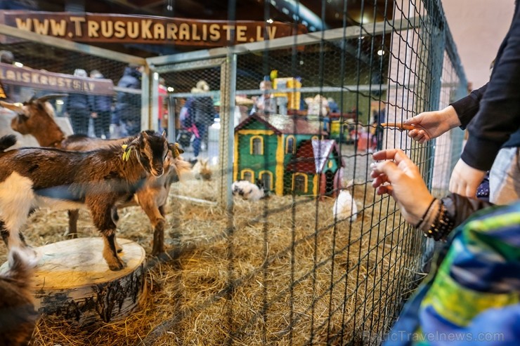 Ar starptautisku profesionālās suņu un kaķu izstādi, plašu visdažādāko mājdzīvnieku un eksotisko dzīvnieku ekspozīciju un aizraujošu izklaidējošo pasā Ar starptautisku profesionālās suņu un kaķu izstādi, plašu visdažādāko mājdzīvnieku un eksotisko dzīvnieku ekspozīciju un aizraujošu izklaidējošo pasā 249631