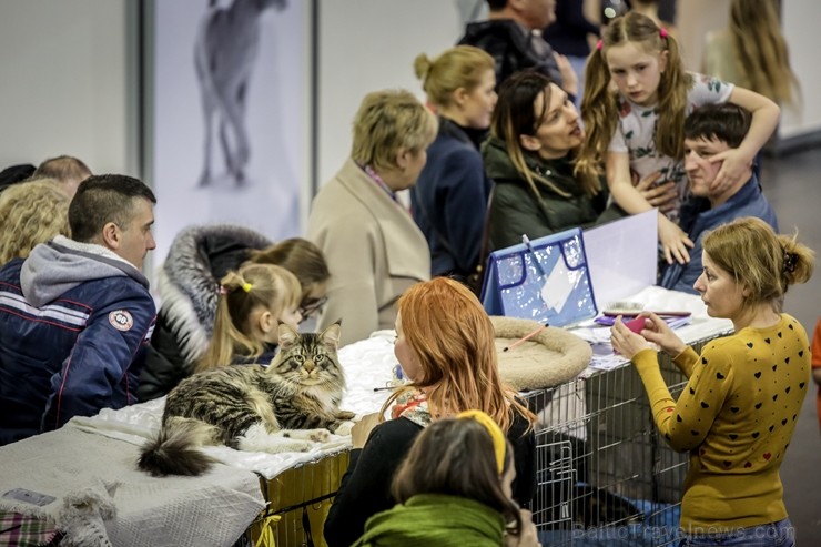 Ar starptautisku profesionālās suņu un kaķu izstādi, plašu visdažādāko mājdzīvnieku un eksotisko dzīvnieku ekspozīciju un aizraujošu izklaidējošo pasā Ar starptautisku profesionālās suņu un kaķu izstādi, plašu visdažādāko mājdzīvnieku un eksotisko dzīvnieku ekspozīciju un aizraujošu izklaidējošo pasā 249647