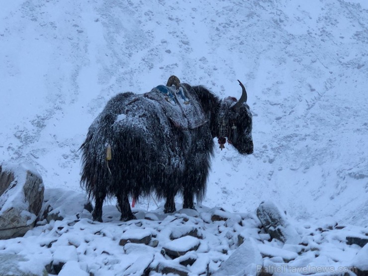 Tūroperatora Alida Tūrs valdes priekšsēdētājs Arno Ter-Saakovs piepildījis savu sapni un sasniedzis pasaules augstāko virsotni Everestu Tūroperatora Alida Tūrs valdes priekšsēdētājs Arno Ter-Saakovs piepildījis savu sapni un sasniedzis pasaules augstāko virsotni Everestu 254658