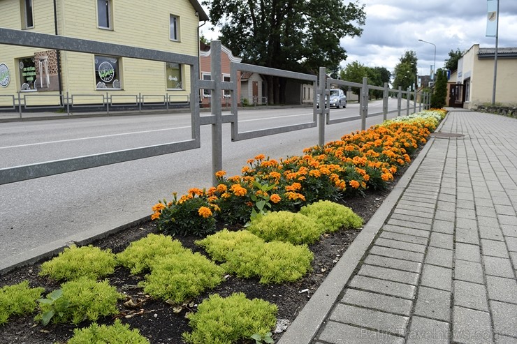 Šogad Preiļu pilsētas ziedu apstādījumos valda lillā, dzeltenais un oranžais tonis, bet Preiļu pilsētas centru rotā krāšņa ziedu upe 258385