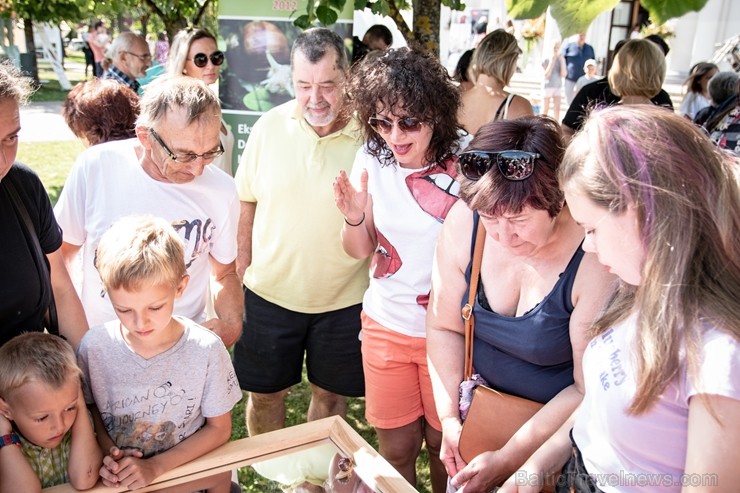 Preiļu pilsētas svētkos tika rīkotas īpašās sacensībās - Latgales gliemežu skriešanas 2. čempionāts 262607