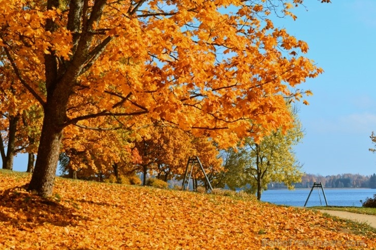 Lai arī šķiet, ka rudens tikai nupat sācies, nepamirkšķināsim ne acu, kad koki būs klāti zeltā! Izbaudi šo gleznaino laiku Alūksnes pusē! Lai arī šķiet, ka rudens tikai nupat sācies, nepamirkšķināsim ne acu, kad koki būs klāti zeltā! Izbaudi šo gleznaino laiku Alūksnes pusē! 266054