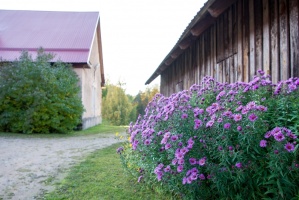 Cēsu pilsēta un Kaķukrogs krāšņi mirdz rudens nokrāsās 12