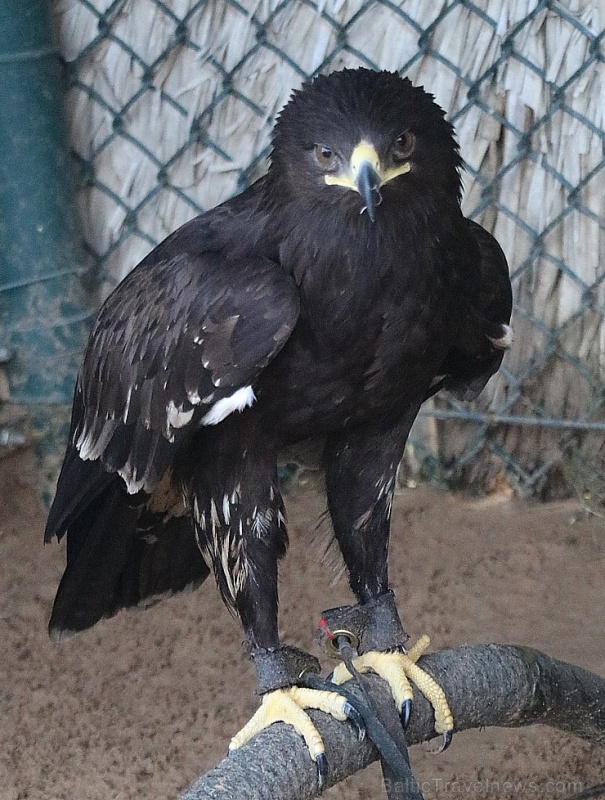 Travelnews.lv apmeklē plēsējputnu centru «Kalba Bird of Prey Centre» Šārdžas emirātā. Atbalsta: VisitSharjah.com un Novatours.lv Travelnews.lv apmeklē plēsējputnu centru «Kalba Bird of Prey Centre» Šārdžas emirātā. Atbalsta: VisitSharjah.com un Novatours.lv 269413