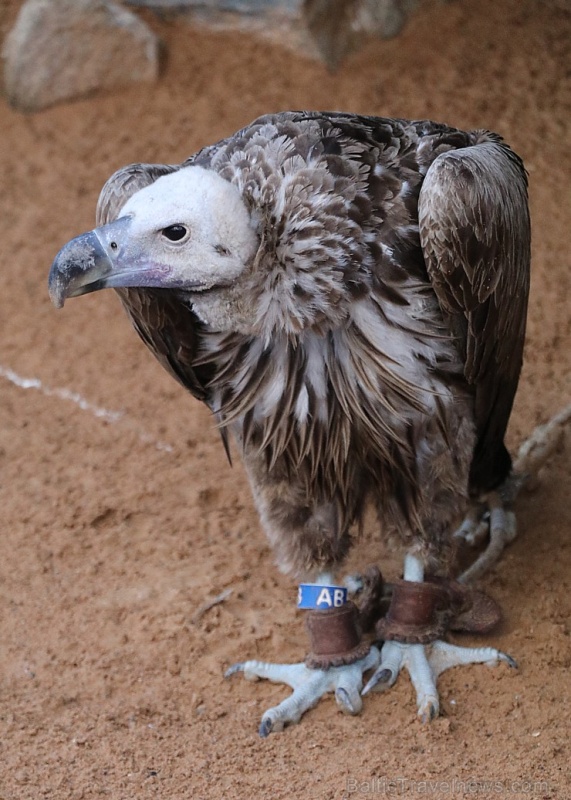 Travelnews.lv apmeklē plēsējputnu centru «Kalba Bird of Prey Centre» Šārdžas emirātā. Atbalsta: VisitSharjah.com un Novatours.lv Travelnews.lv apmeklē plēsējputnu centru «Kalba Bird of Prey Centre» Šārdžas emirātā. Atbalsta: VisitSharjah.com un Novatours.lv 269417