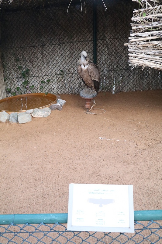 Travelnews.lv apmeklē plēsējputnu centru «Kalba Bird of Prey Centre» Šārdžas emirātā. Atbalsta: VisitSharjah.com un Novatours.lv Travelnews.lv apmeklē plēsējputnu centru «Kalba Bird of Prey Centre» Šārdžas emirātā. Atbalsta: VisitSharjah.com un Novatours.lv 269420