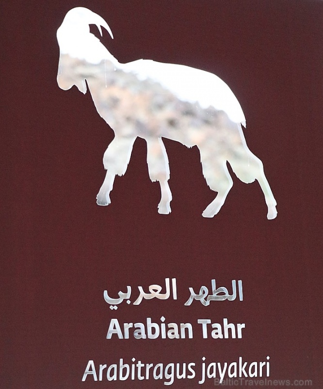 Travelnews.lv apmeklē dabas aizsardzības centru «Al Hefaiyah Mountain Conservation Centre». Atbalsta: VisitSharjah.com un Novatours.lv Travelnews.lv apmeklē dabas aizsardzības centru «Al Hefaiyah Mountain Conservation Centre». Atbalsta: VisitSharjah.com un Novatours.lv 269739