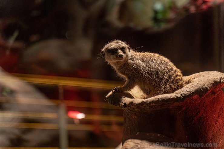 Latgales zoodārzā Daugavpilī atrodas neliela tropu oāze, kurā mīt dažādi eksotiskie un vietējie dzīvnieki Latgales zoodārzā Daugavpilī atrodas neliela tropu oāze, kurā mīt dažādi eksotiskie un vietējie dzīvnieki 273716
