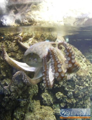 L'Aquàrium Barcelona - www.aquariumbcn.com 14941