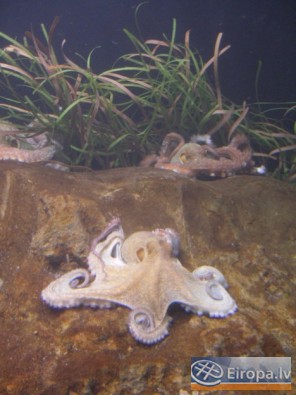 L'Aquàrium Barcelona - www.aquariumbcn.com 14945