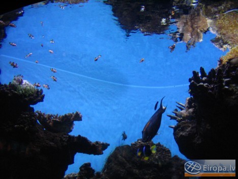 L'Aquàrium Barcelona - www.aquariumbcn.com 14947