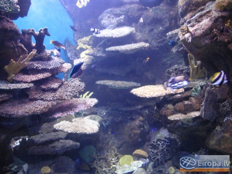 L'Aquàrium Barcelona - www.aquariumbcn.com 14949