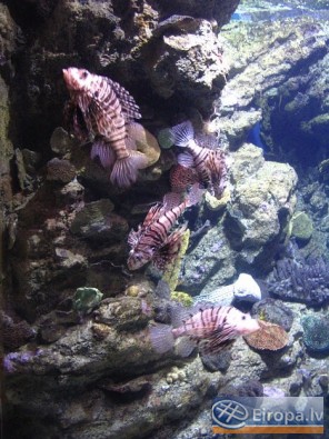 L'Aquàrium Barcelona - www.aquariumbcn.com 14950