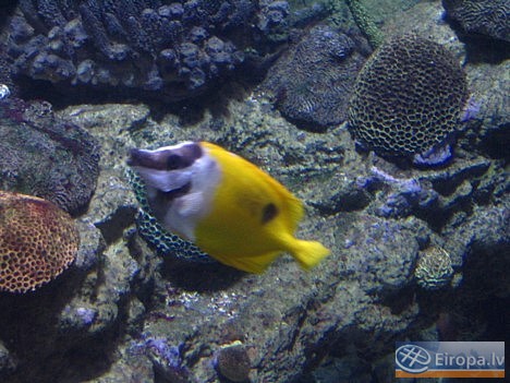 L'Aquàrium Barcelona - www.aquariumbcn.com 14951