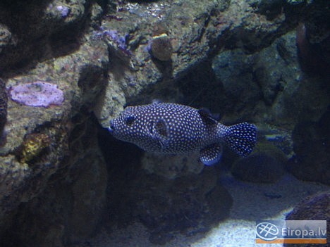 L'Aquàrium Barcelona - www.aquariumbcn.com 14953