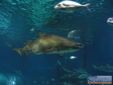 L'Aquàrium Barcelona - www.aquariumbcn.com 14954