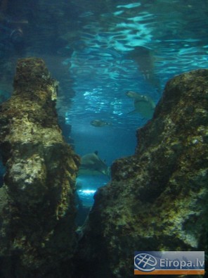 L'Aquàrium Barcelona - www.aquariumbcn.com 14955