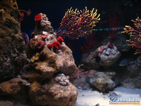 L'Aquàrium Barcelona - www.aquariumbcn.com 14960