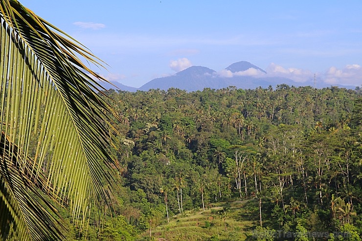Travelnews.lv izbauda Bali džungļu viesnīcas «Ayung Resort Ubud» brokastis. «Turkish Airlines» un «365 Brīvdienas» Travelnews.lv izbauda Bali džungļu viesnīcas «Ayung Resort Ubud» brokastis. «Turkish Airlines» un «365 Brīvdienas» 279766