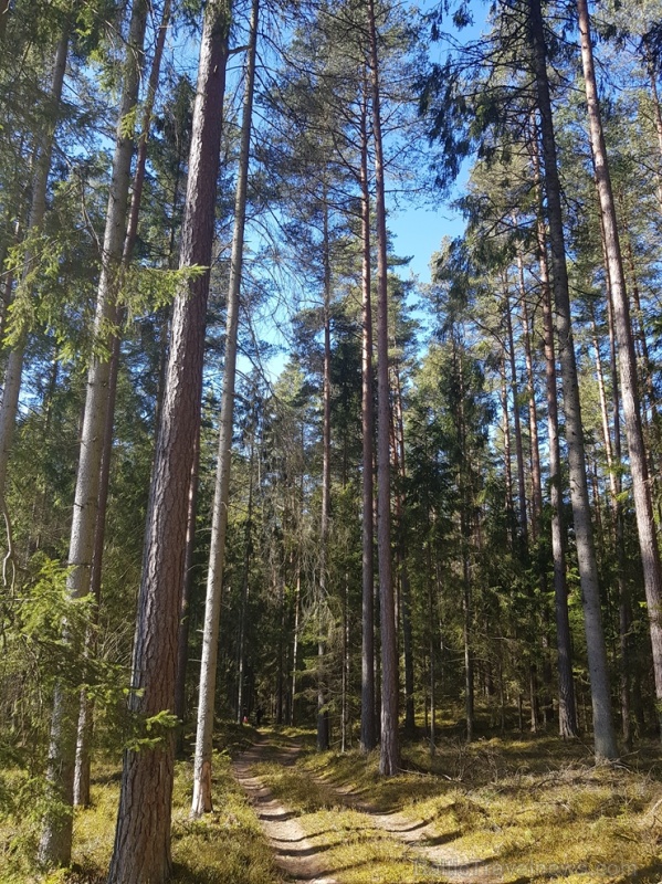 Staigājot pa taku, ir iespējams aplūkot augu, sūnu, ķērpju un kukaiņu daudzveidību, dižkokus, Jāņupītes stāvkrastu, kā arī novērtēt 2005. gada orkāna Staigājot pa taku, ir iespējams aplūkot augu, sūnu, ķērpju un kukaiņu daudzveidību, dižkokus, Jāņupītes stāvkrastu, kā arī novērtēt 2005. gada orkāna 280136